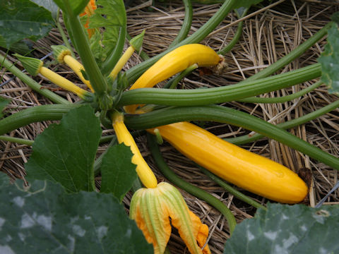 Cucurbita pepo var. melopepo cv. Gold Tosca