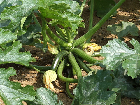 Cucurbita pepo var. melopepo cv. Diner