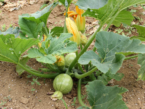 Cucurbita pepo var. melopepo cv. Green Egg