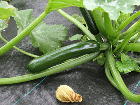 Cucurbita pepo var. melopepo cv. Green Boat II