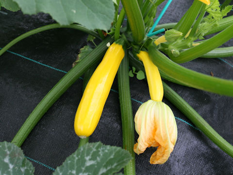 Cucurbita pepo var. melopepo cv. Aurum