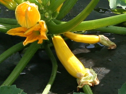 Cucurbita pepo var. melopepo cv. Yellow Bort