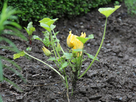 Cucurbita pepo var. melopepo