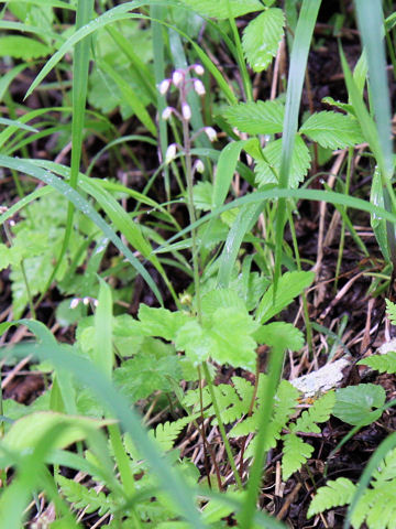 Tiarella polyphylla