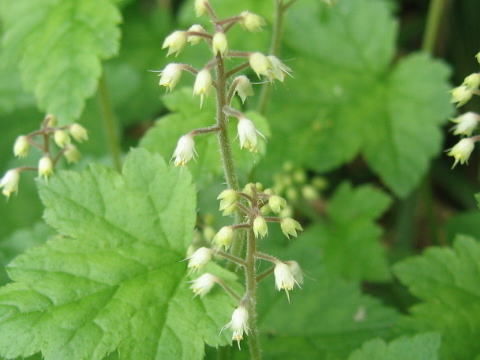 Tiarella polyphylla