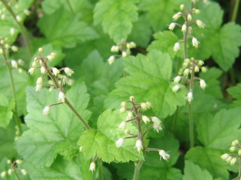 Tiarella polyphylla