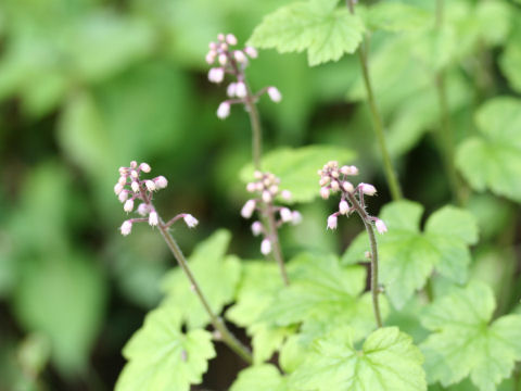 Tiarella polyphylla