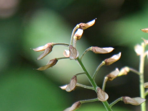 Tiarella polyphylla