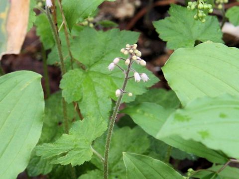 Tiarella polyphylla