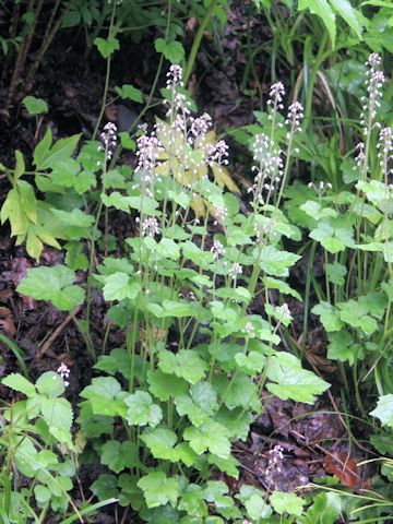 Tiarella polyphylla