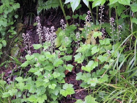 Tiarella polyphylla