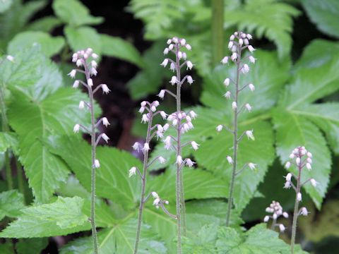 Tiarella polyphylla