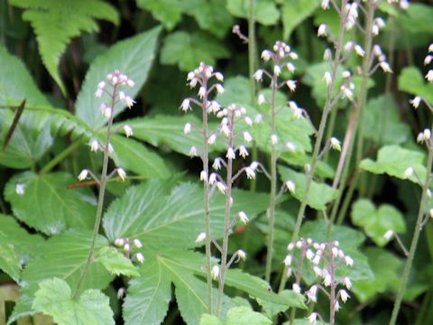 Tiarella polyphylla