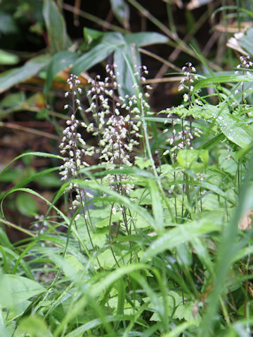 Tiarella polyphylla