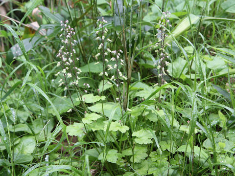 Tiarella polyphylla