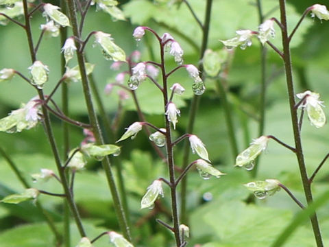 Tiarella polyphylla