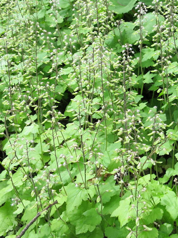 Tiarella polyphylla