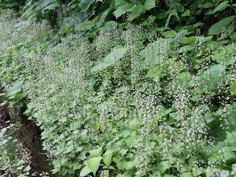 Tiarella polyphylla