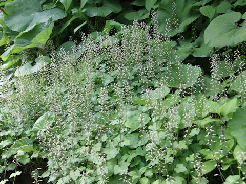 Tiarella polyphylla