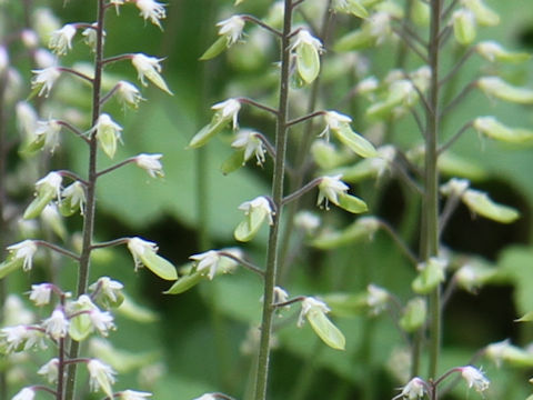 Tiarella polyphylla