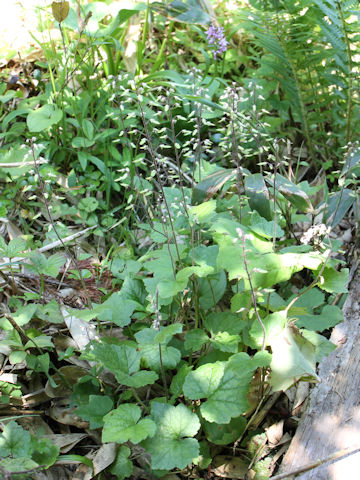 Tiarella polyphylla