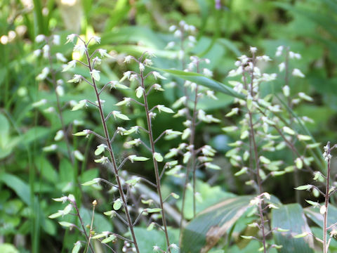 Tiarella polyphylla