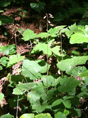 Tiarella polyphylla