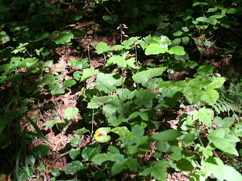 Tiarella polyphylla