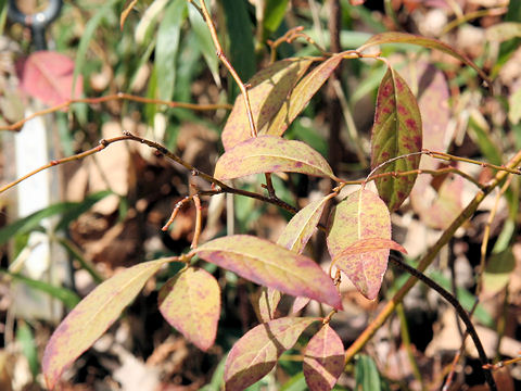 Itea japonica