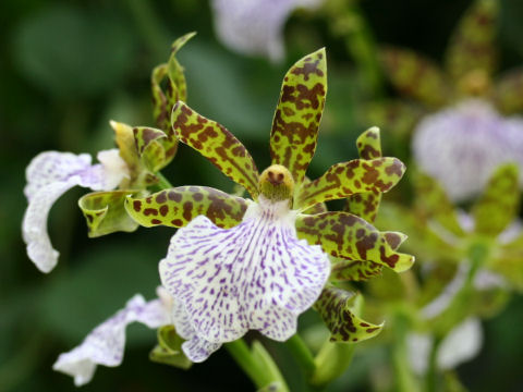 Zygopetalum mackayi