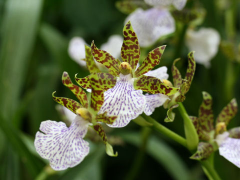 Zygopetalum mackayi