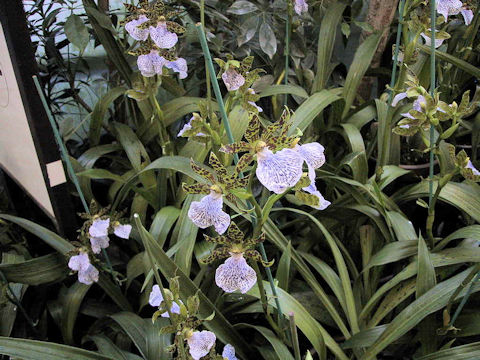 Zygopetalum mackayi