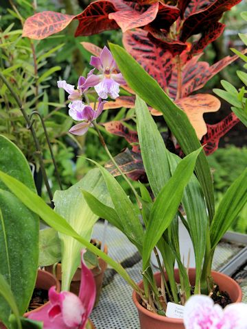 Zygonisia roquebrune 'Purple Eye' 