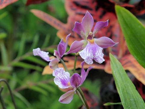 Zygonisia roquebrune 'Purple Eye' 