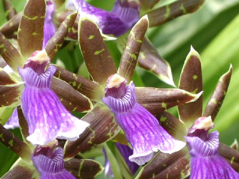 Zygopetalum cv.