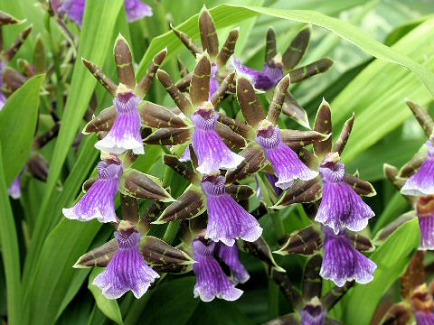 Zygopetalum cv.