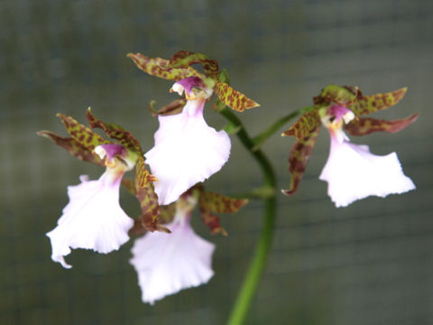 Zygopetalum cv.