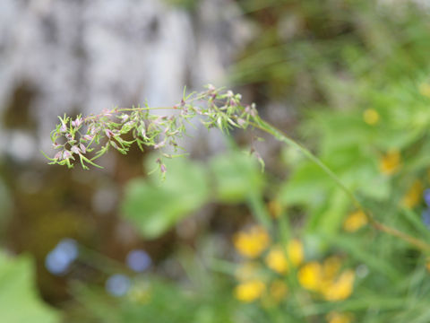 Poa bulbosa