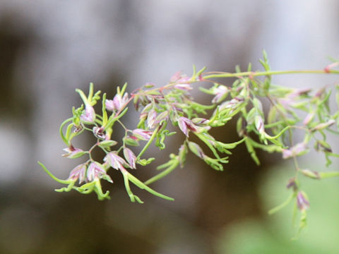 Poa bulbosa