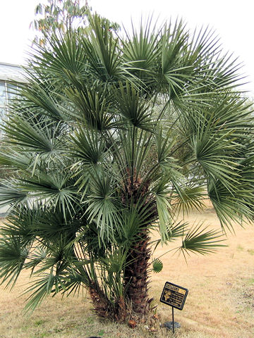 Chamaerops humilis