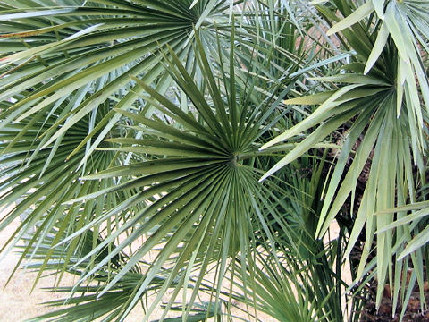 Chamaerops humilis