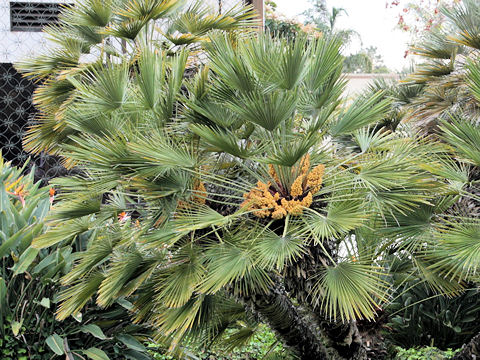 Chamaerops humilis