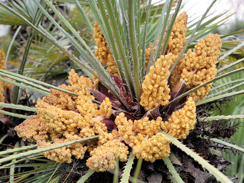 Chamaerops humilis