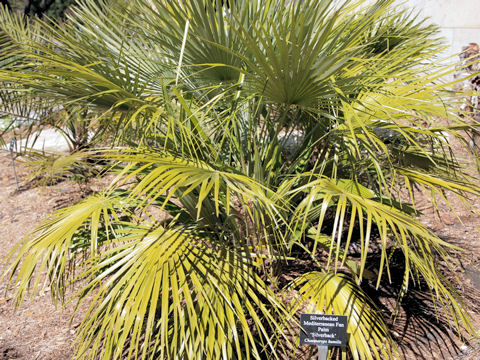 Chamaerops humilis cv. Silverback