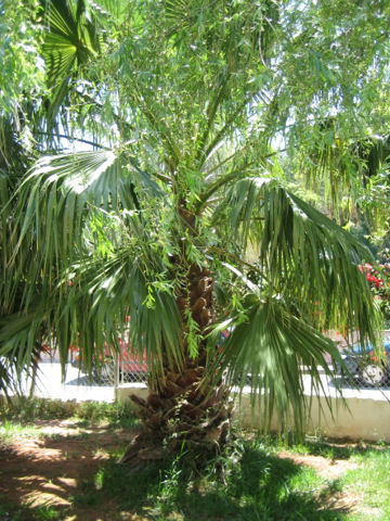 Chamaerops humilis