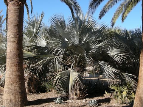 Chamaerops humilis