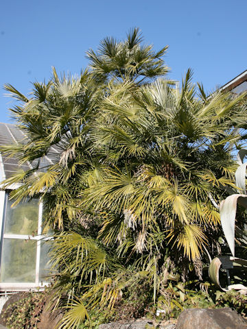 Chamaerops humilis