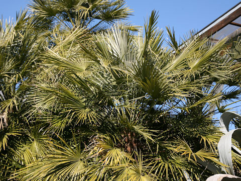 Chamaerops humilis