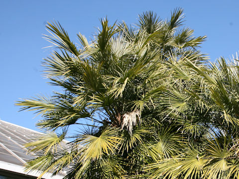 Chamaerops humilis