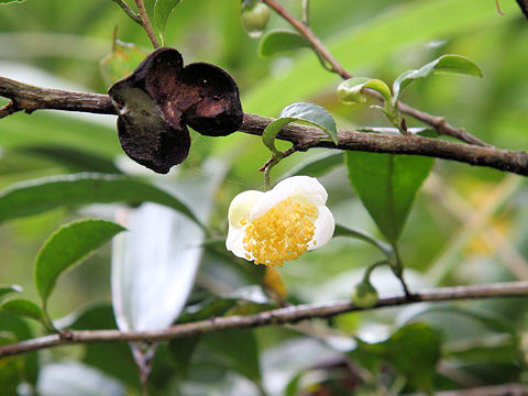 Camellia sinensis